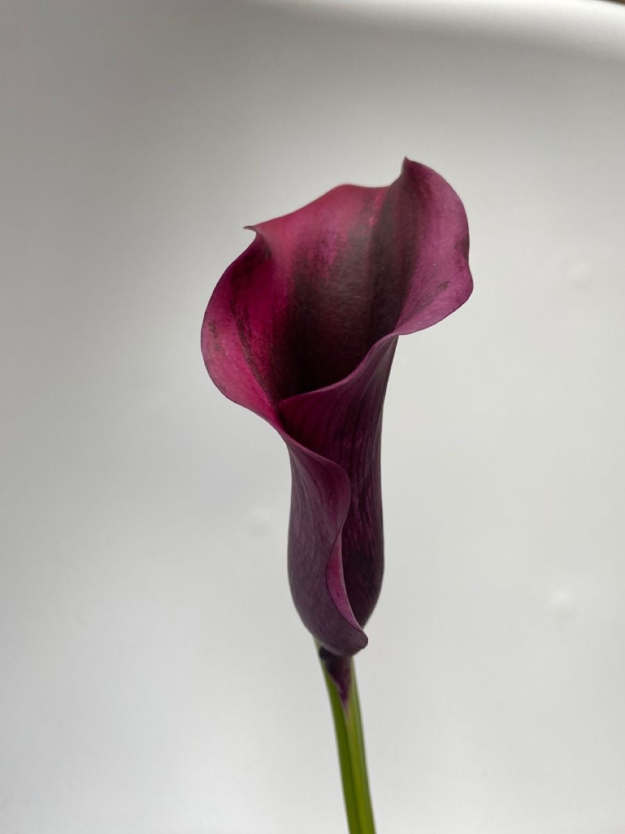 Modern Burgundy and Pink Wedding Flowers