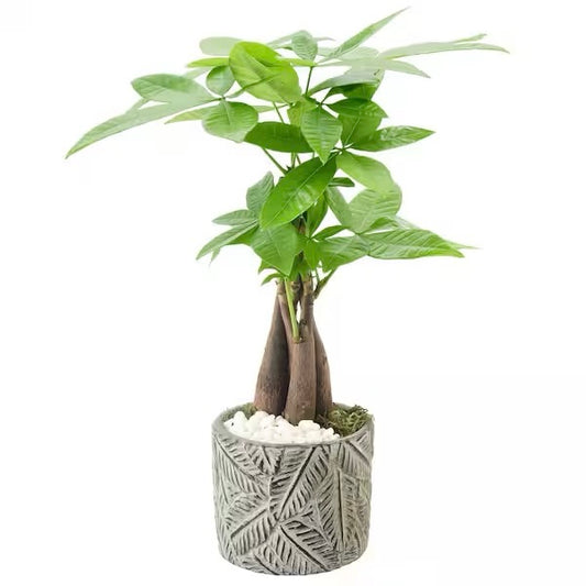 Potted plant money tree with a decorative pot on a white background for flower delivery from Miami flower shop florist