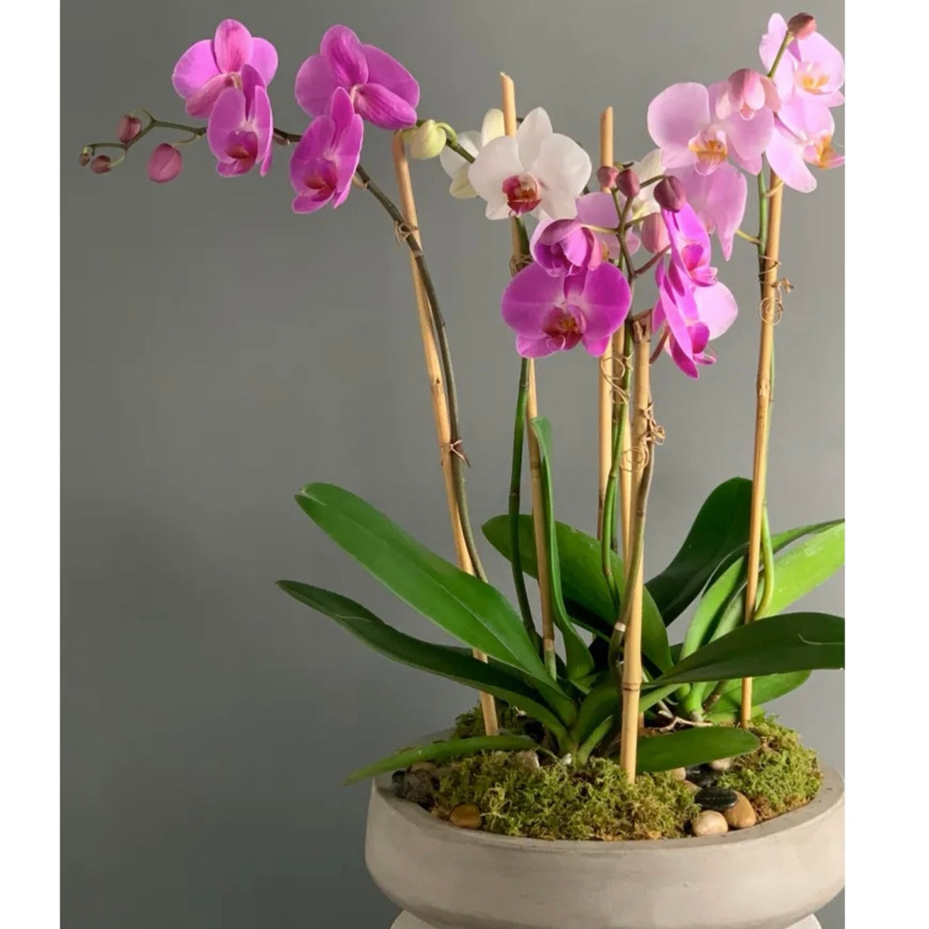 Potted orchid with pink and white flowers on a gray background for flower delivery in Miami Beach