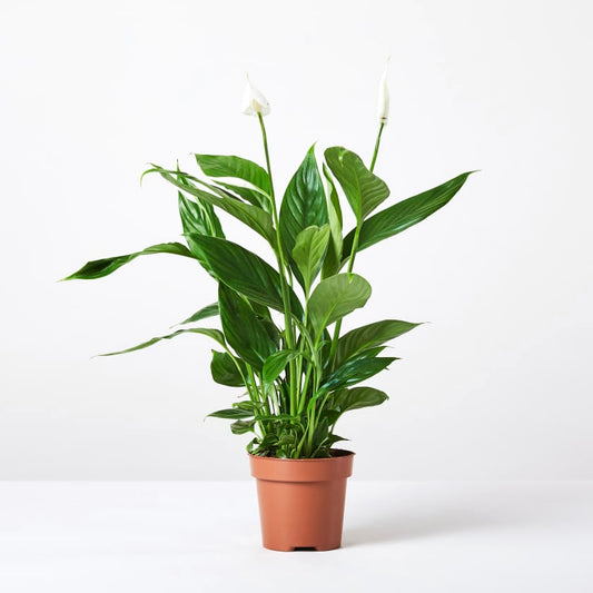 Potted plant with green leaves on a white background for funeral or sympathy flower delivery in Miami from a local flower shop